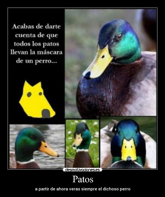 Patos -