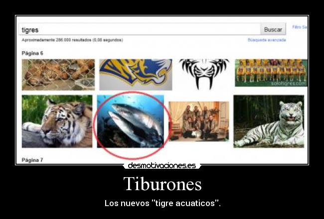 Tiburones - Los nuevos tigre acuaticos.