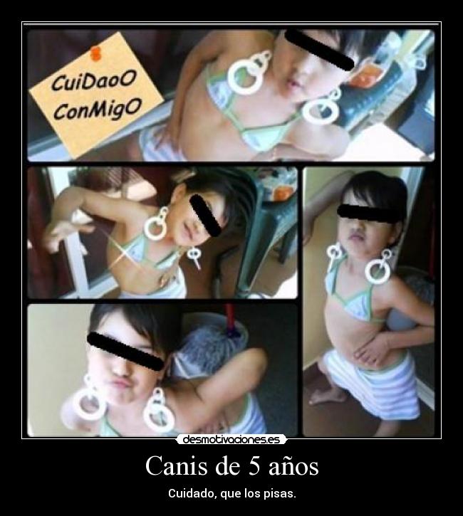 Canis de 5 años -