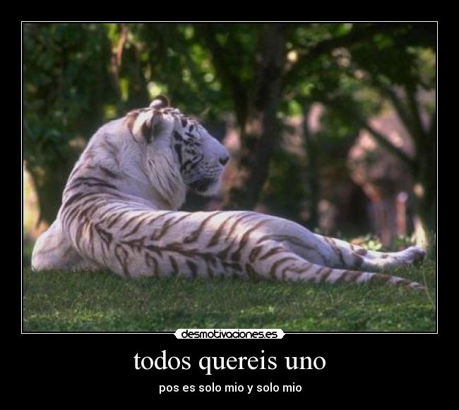 carteles tigre desmotivaciones