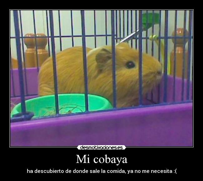 Mi cobaya - 