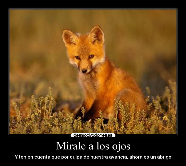 Mírale a los ojos - Y ten en cuenta que por culpa de nuestra avaricia, ahora es un abrigo