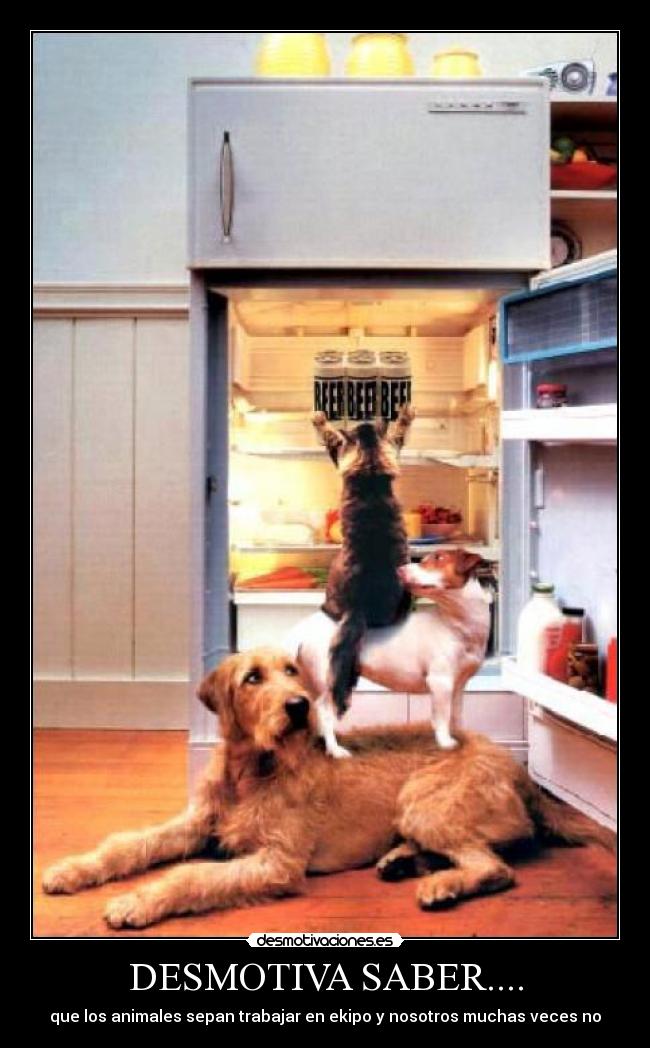 DESMOTIVA SABER.... - que los animales sepan trabajar en ekipo y nosotros muchas veces no
