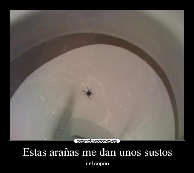 Estas arañas me dan unos sustos - 
