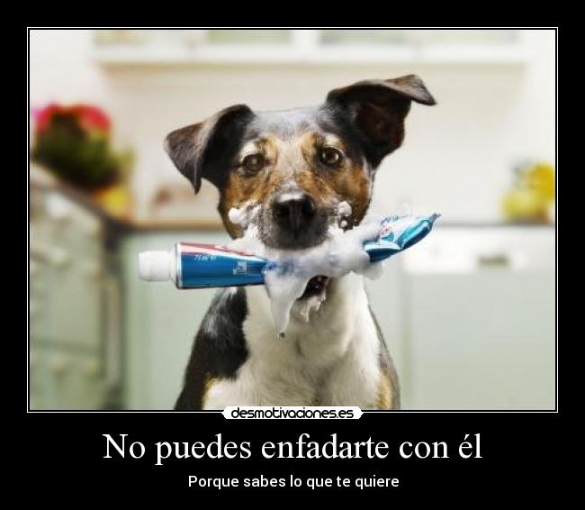 No puedes enfadarte con él - Porque sabes lo que te quiere