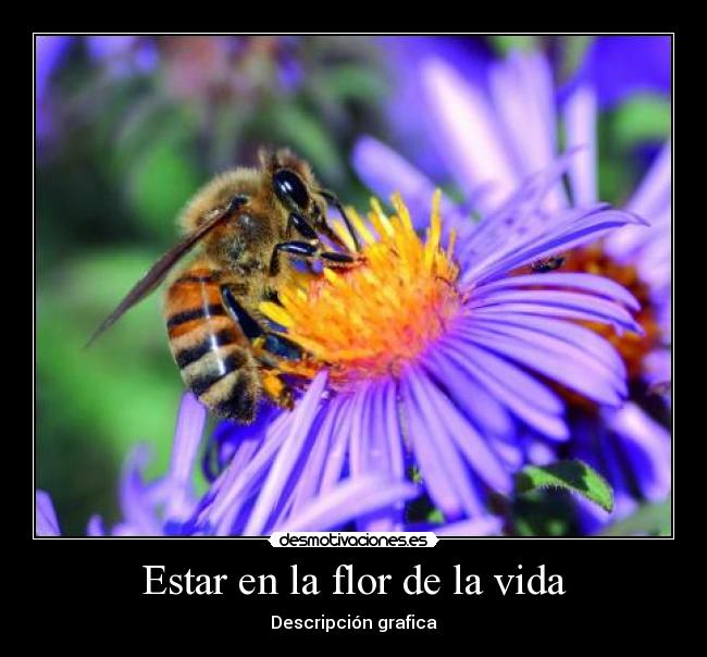 Estar en la flor de la vida -