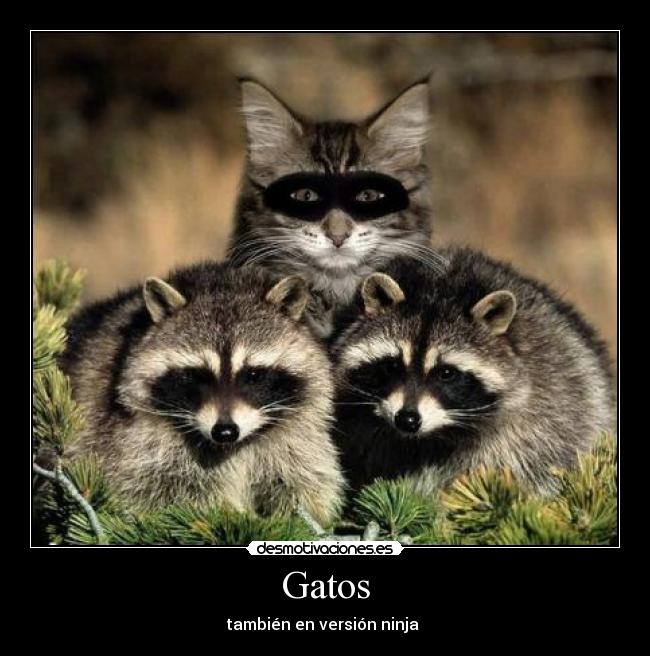 Gatos - también en versión ninja