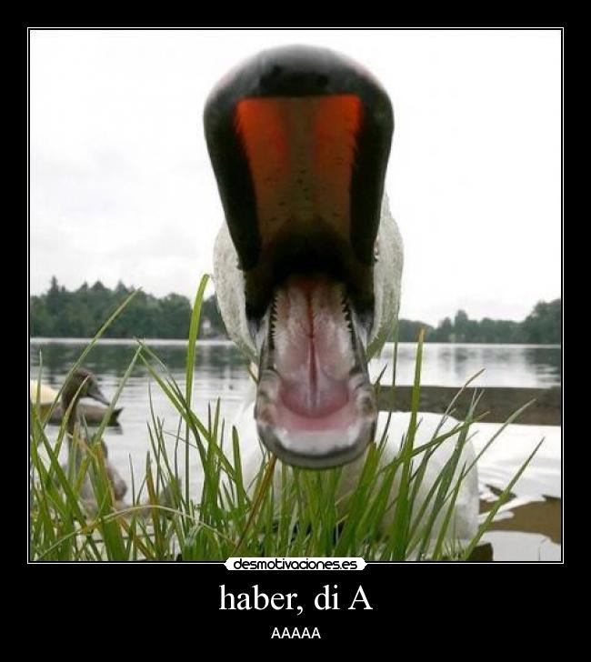 haber, di A -