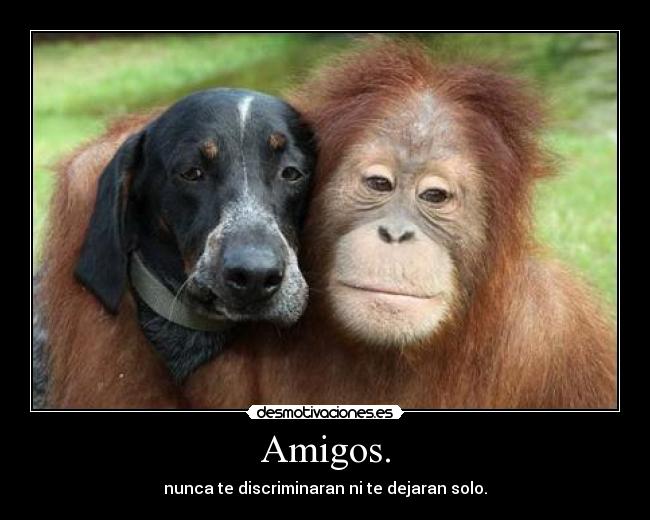 Amigos. - nunca te discriminaran ni te dejaran solo.