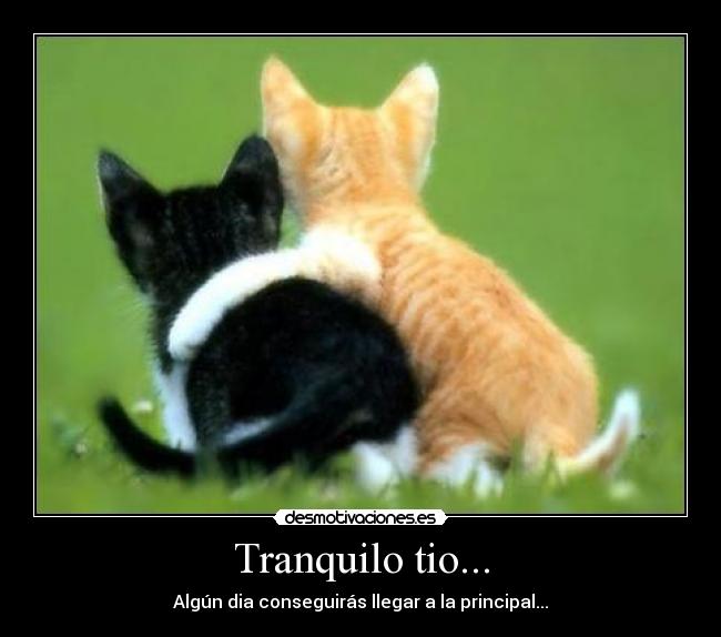 carteles gatosdesmotivacion desmotivaciones