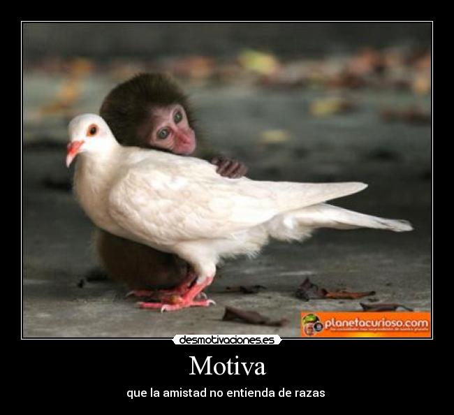 Motiva - que la amistad no entienda de razas 