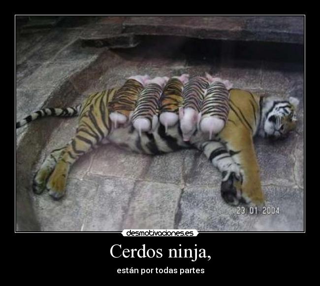 Cerdos ninja, - están por todas partes