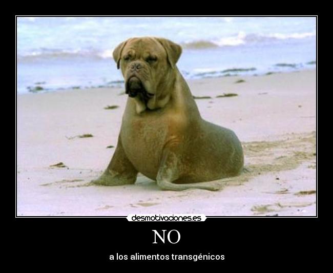 NO - a los alimentos transgénicos