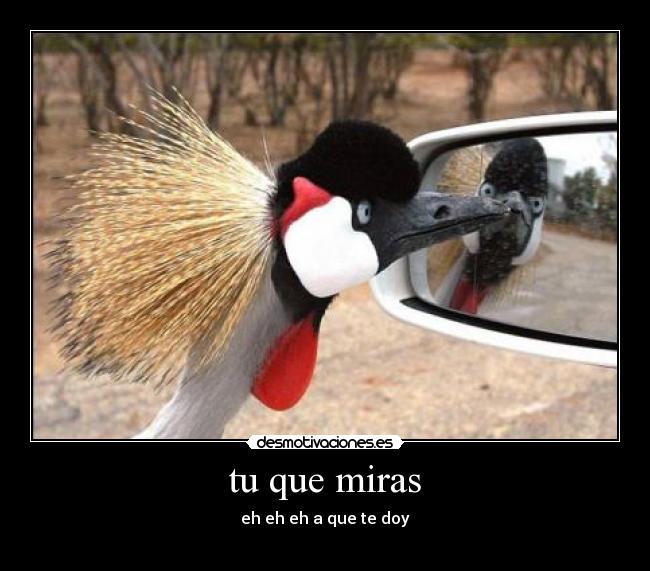 tu que miras - eh eh eh a que te doy