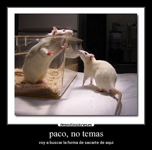 paco, no temas - voy a buscar la forma de sacarte de aqui