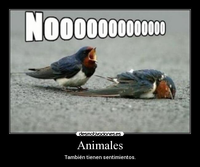 Animales - 