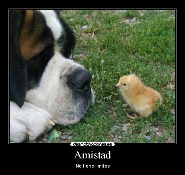 Amistad - No tiene limites