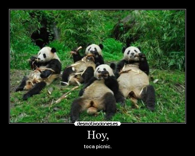 Hoy, - toca picnic.