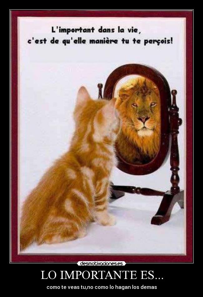 carteles gatosen espejo desmotivaciones