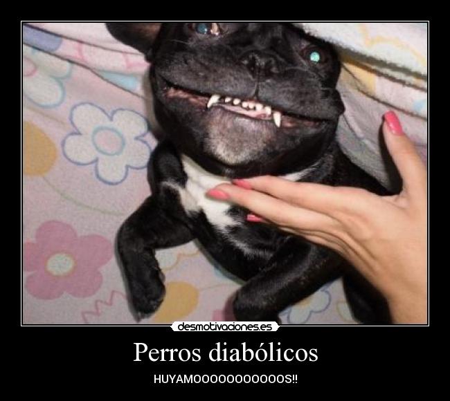 Perros diabólicos - HUYAMOOOOOOOOOOOS!!