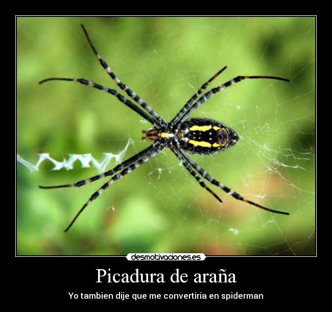 Picadura de araña -
