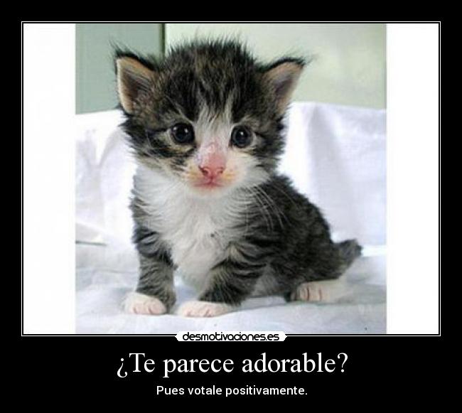 ¿Te parece adorable? -
