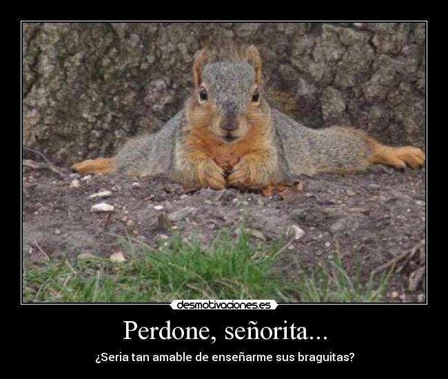 carteles ardillas salidas desmotivaciones