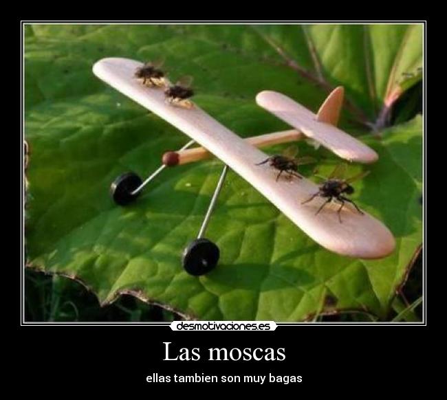 Las moscas - ellas tambien son muy bagas