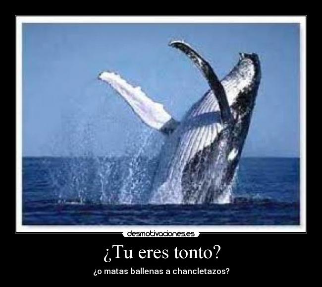 ¿Tu eres tonto? - ¿o matas ballenas a chancletazos?