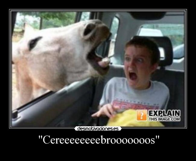Cereeeeeeeebrooooooos -