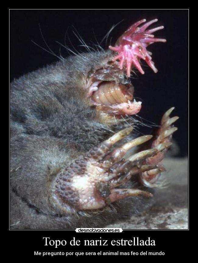 Topo de nariz estrellada -