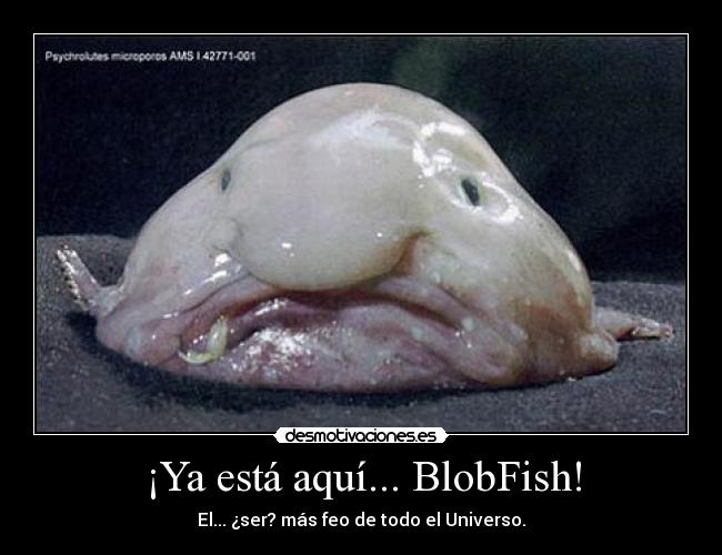 ¡Ya está aquí... BlobFish! - El... ¿ser? más feo de todo el Universo.