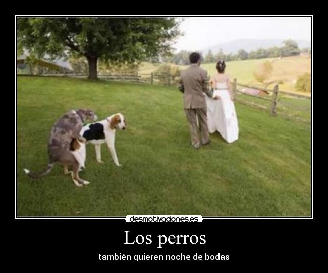 Los perros - también quieren noche de bodas