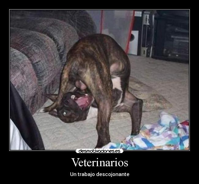 Veterinarios -