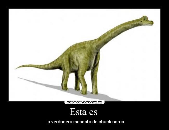 Esta es  -  la verdadera mascota de chuck norris