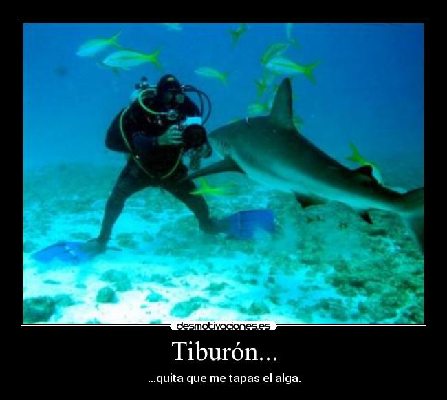 Tiburón... - 