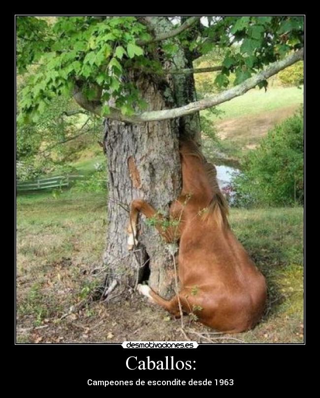 Caballos: - 