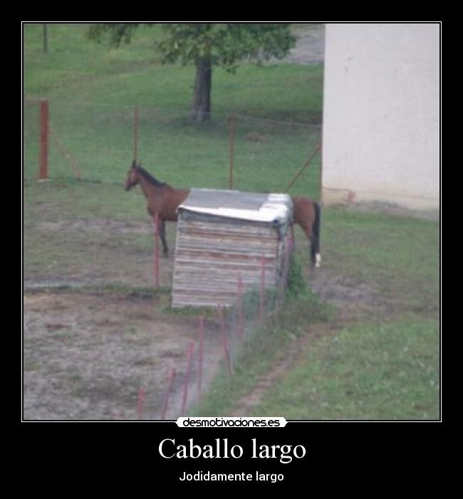 Caballo largo - 