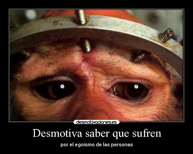 carteles vegetariano animal libertad vegano liberacion animal desmotivaciones