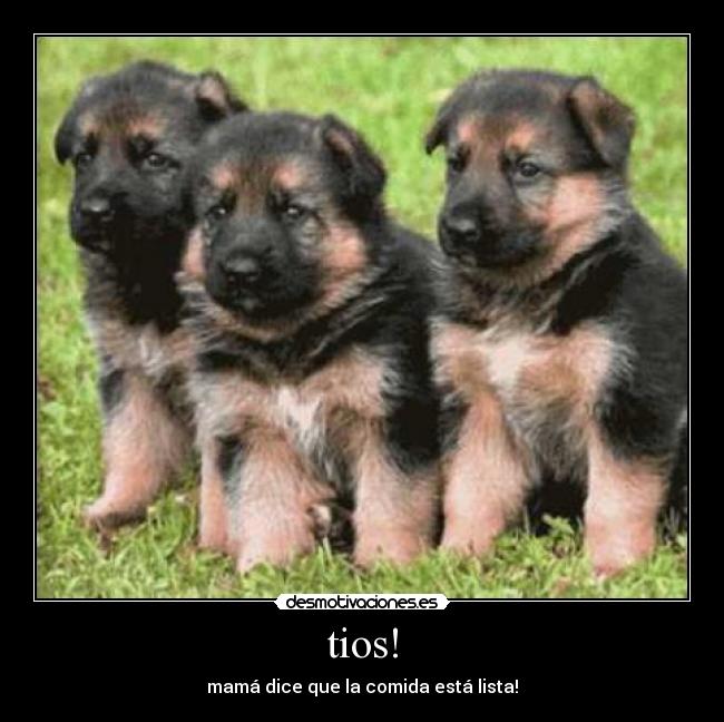 tios! - 