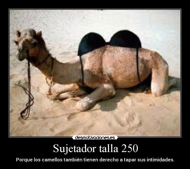 Sujetador talla 250 -
