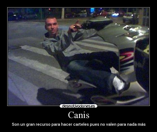 Canis - Son un gran recurso para hacer carteles pues no valen para nada más