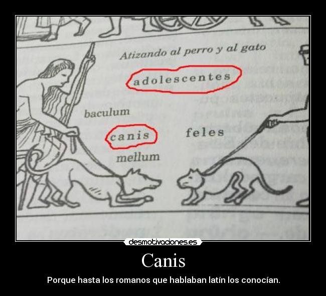 Canis - 