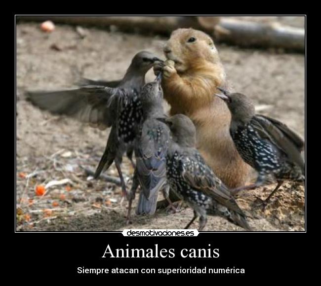 Animales canis - Siempre atacan con superioridad numérica