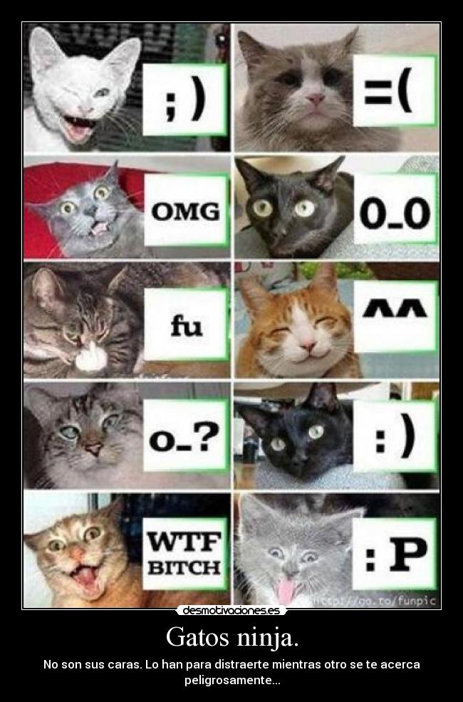 Gatos ninja. -