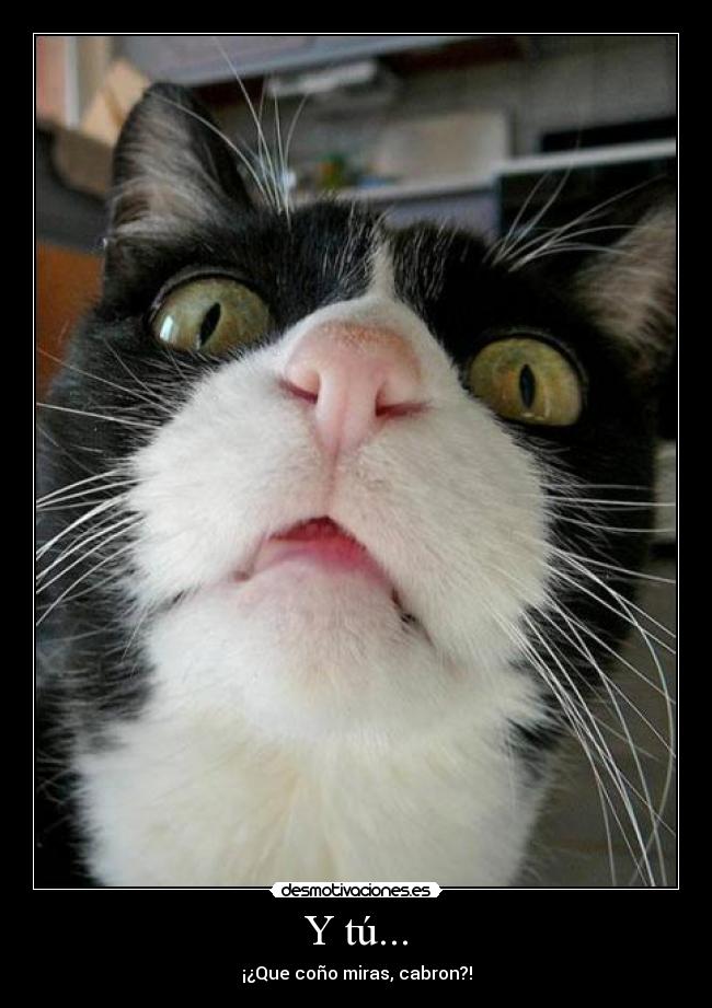 carteles cat desmotivaciones