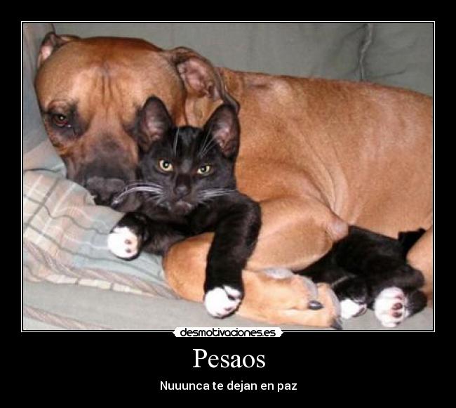 Pesaos - Nuuunca te dejan en paz