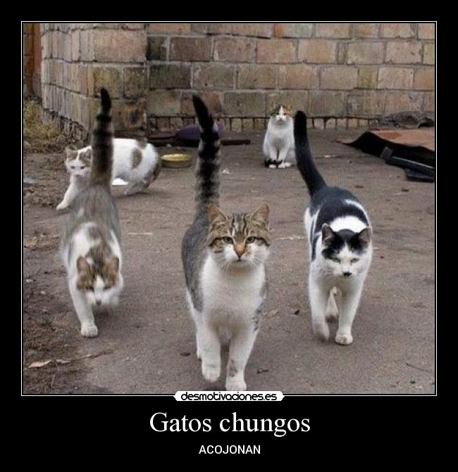Gatos chungos - ACOJONAN