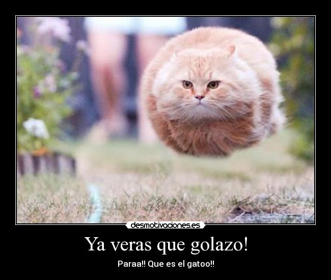 Ya veras que golazo! - Paraa!! Que es el gatoo!!