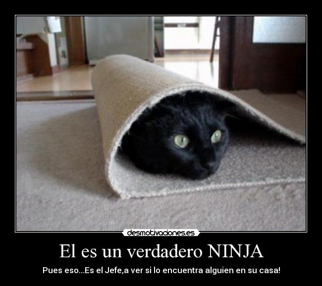 carteles gatosloco rollito desmotivaciones